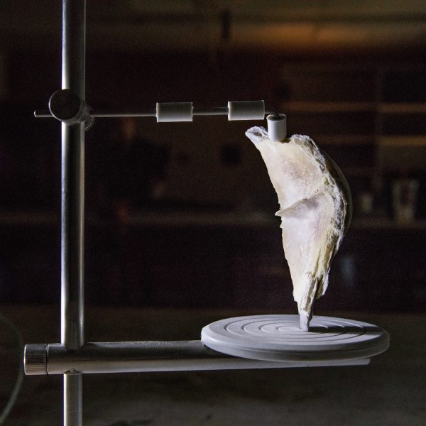 A bone-like structure on display.