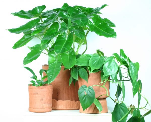 Green plants in clay handmade pots.