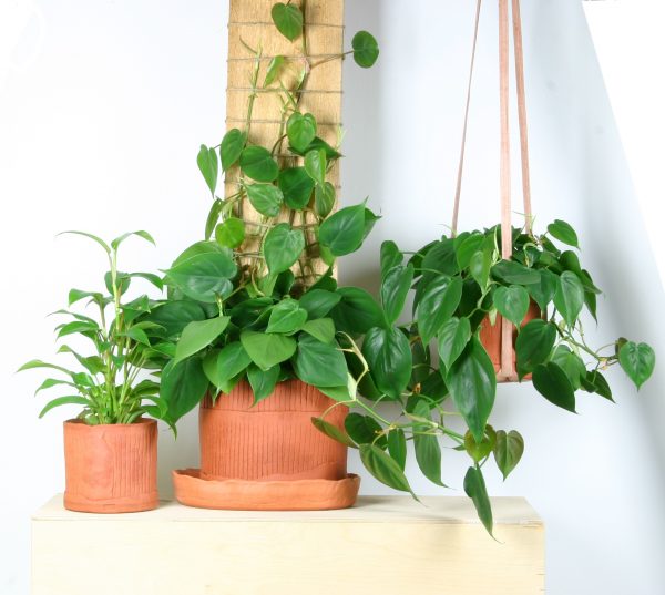 An array of green plants in clay hand-made pots on a table and one hanging.