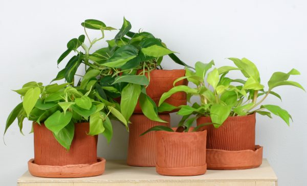 An array of green plants in clay hand-made pots on a table.