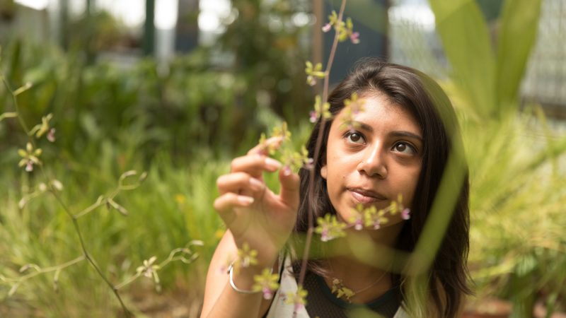 Student observing a breed of plant.
