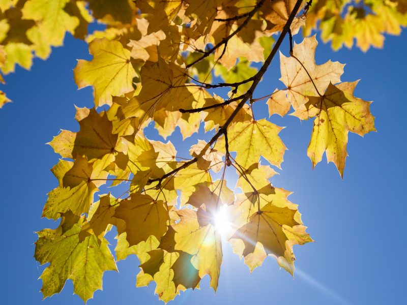 Fall leaves.