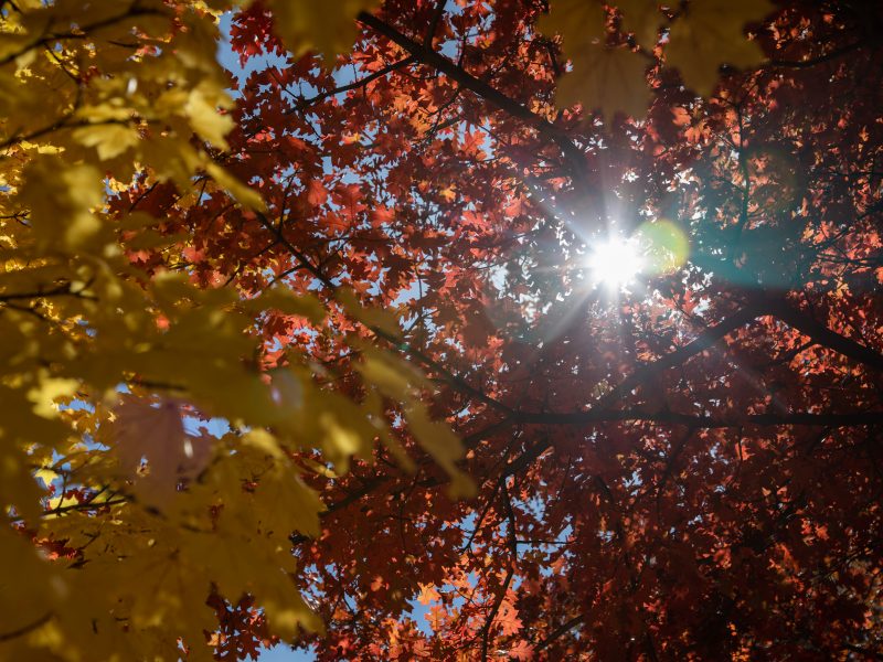 Fall leaves with the sun shining through.