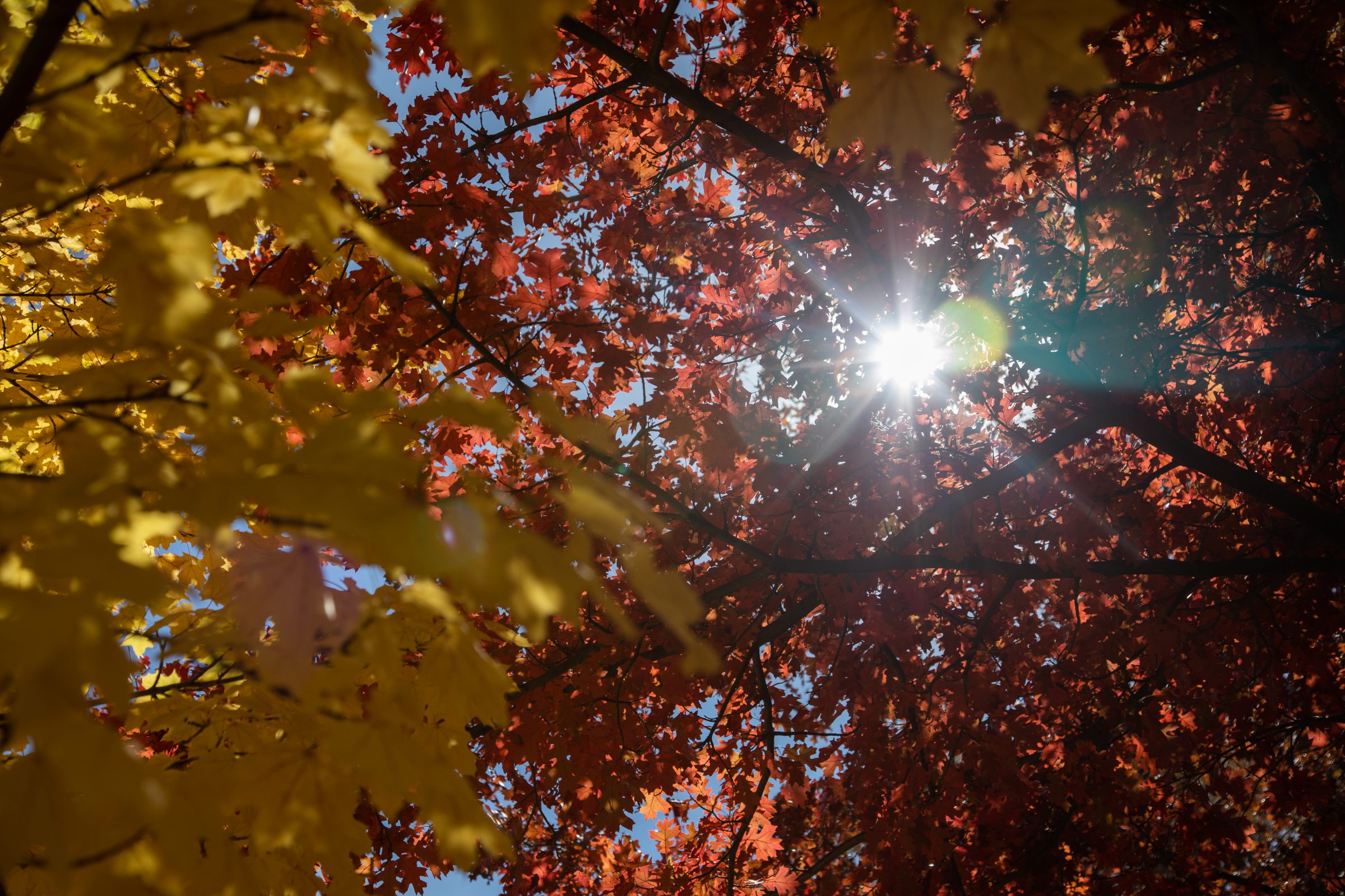 Fall leaves with the sun shining through.