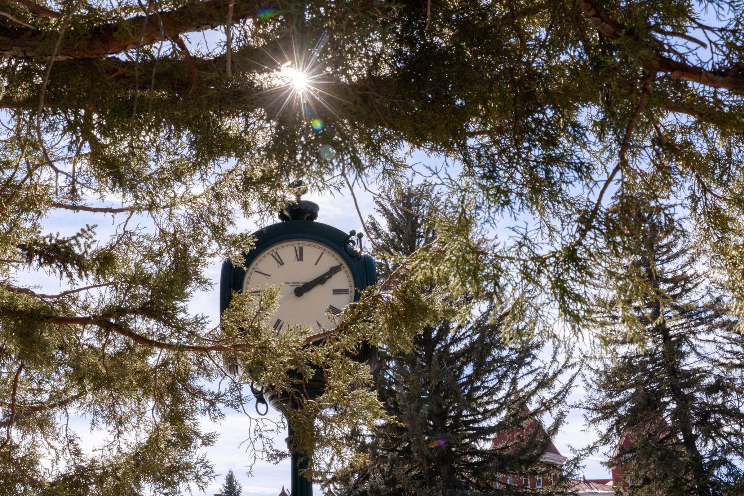 View of a clock through the pine trees.