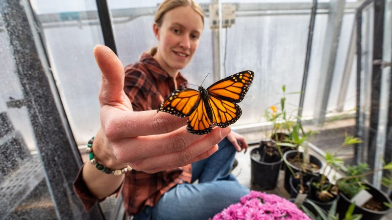 Adair Patterson holding a butterfly at the N A U Greenhouse.