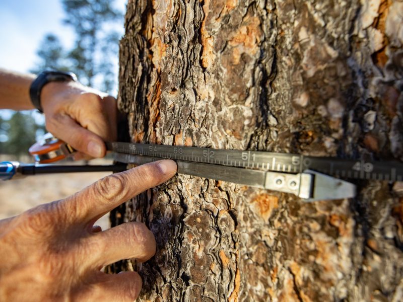 Metal tool being used by two hands to measure the around the trunk of a tree.
