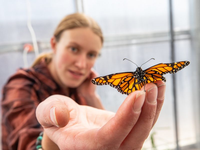 Person holding butterfly in hand.