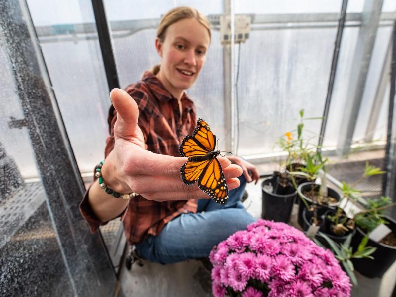 Female holding a butterfly in her hand for a research project taking place in the N A U Greenhouse facility.