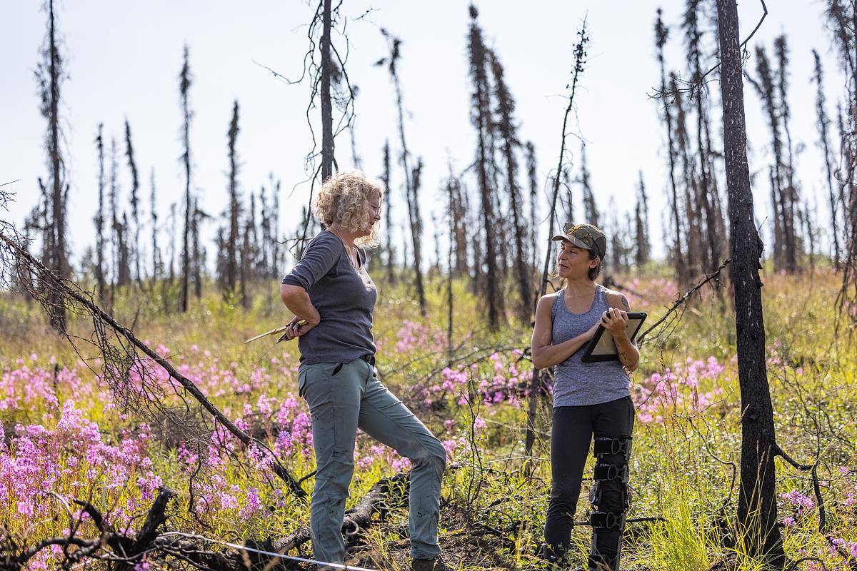 NAU researcher Michelle Mack conducting research on climate impacts, wildfires, and permafrost thaw within the boreal forests.