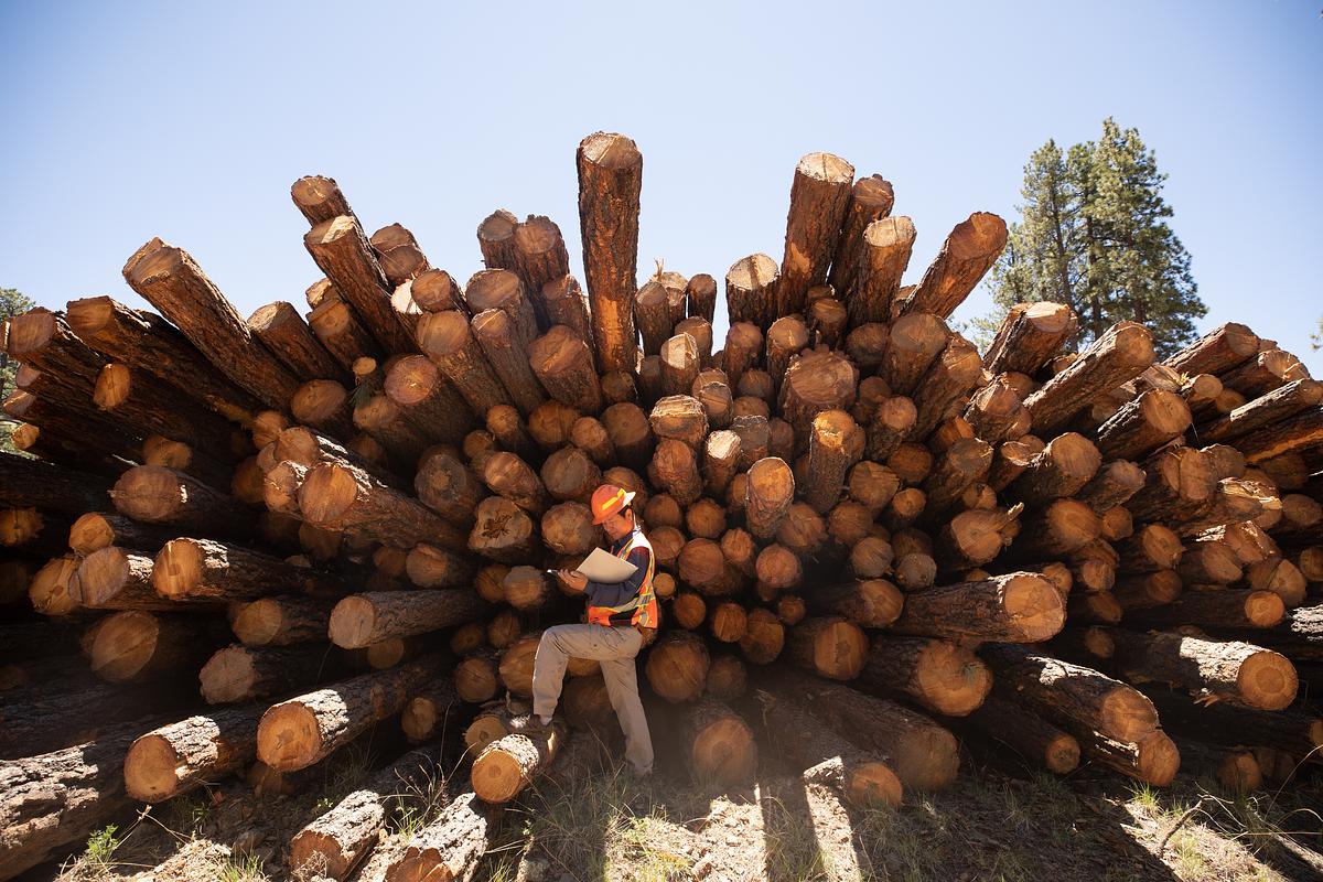 Researcher standing by a large pile of cut pine trees in Coconino National Forest.