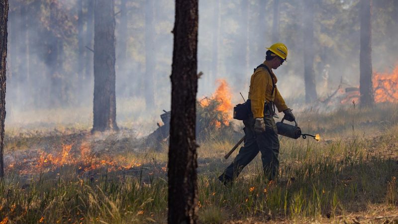 NAU Forestry student walking in a forest with a fire ignitor used starting a prescribed burn being conducted by the Flagstaff Fire Department.