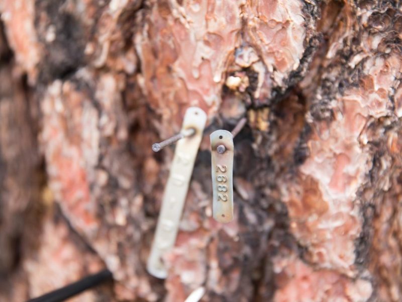 Bark of a tree with a numbered metal tag attached, possibly a tree identification or tracking tag.
