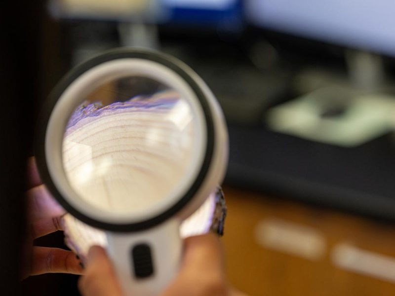 Magnifying glass viewing the rings of a tree slab.