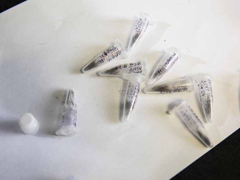 Multiple containers filled with animal hair samples sitting on a table.