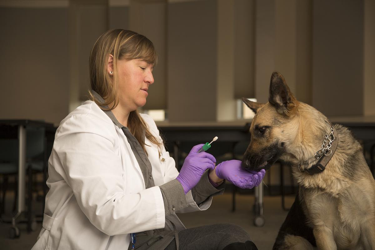 Researcher in a white lab coat and purple gloves examining and interacting with a medium-sized dog.