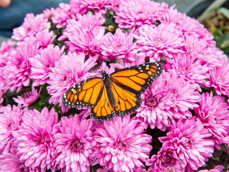 Vibrant pink chrysanthemum flowers with an orange and black butterfly perched on one of the blooms.