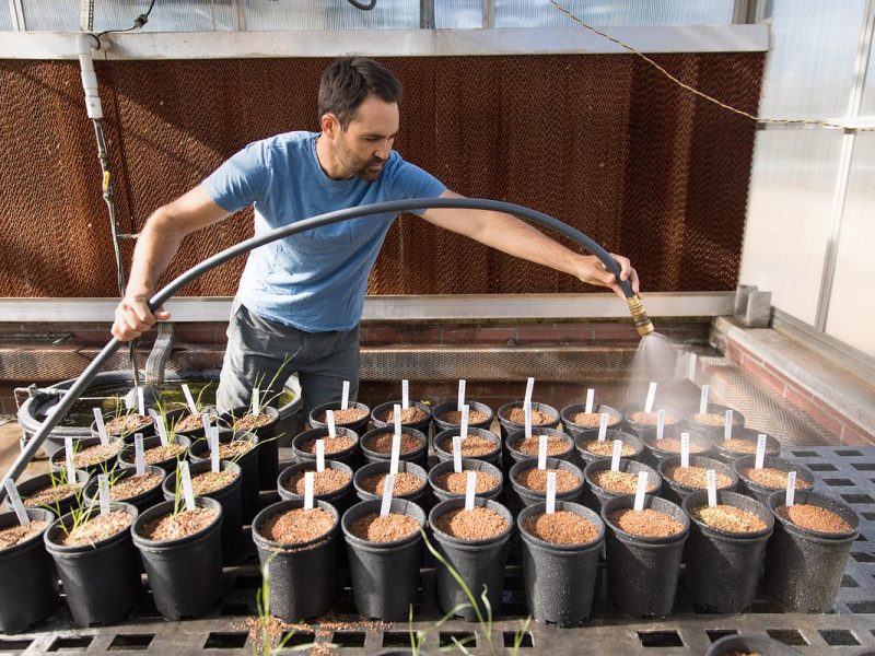 Person holding a watering plants in a greenhouse.