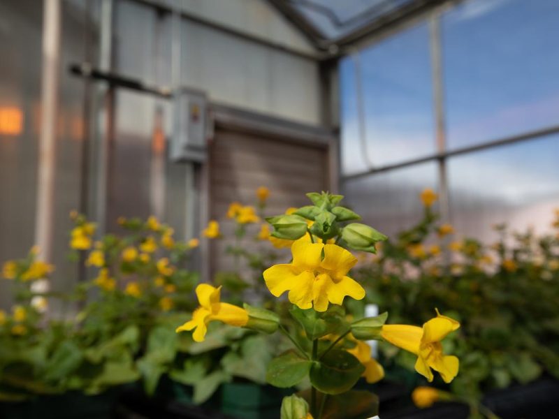 Group of yellow monkey flowers in a greenhouse.