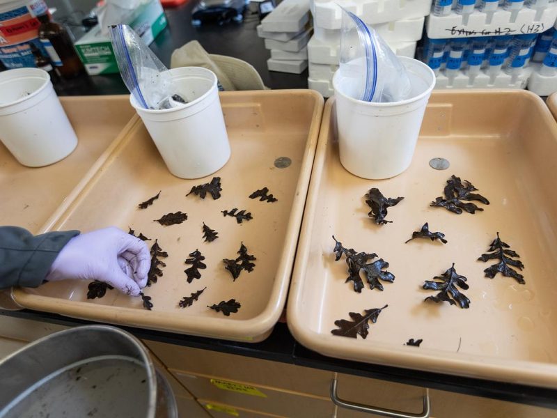 Two tan trays sitting on a table holding leaf samples.