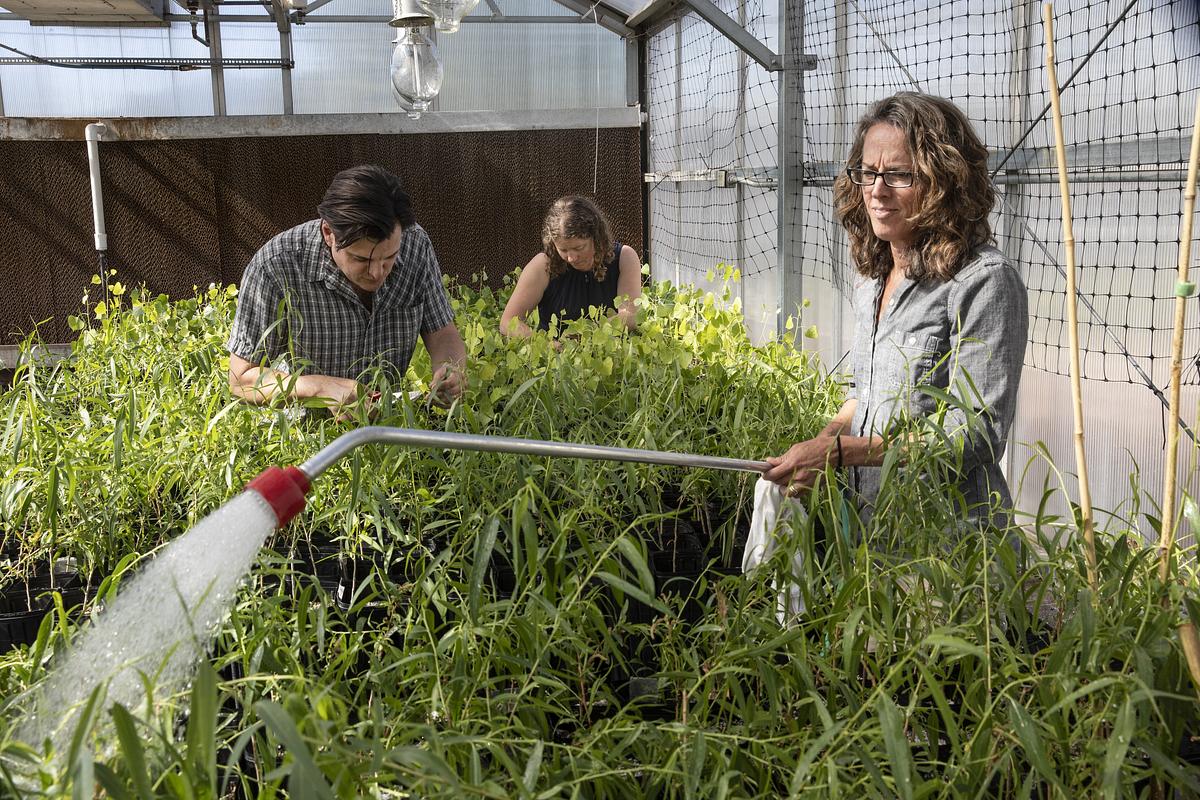Three people working in a greenhouse, watering and tending to plants. The greenhouse contains a variety of green vegetation growing in rows on the ground.