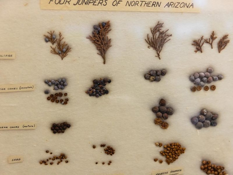 Seeds, cones, and foliage of the four types of Juniper pines of Northern Arizona pressed into presentation board with labels.