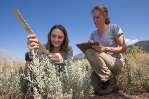 Two people outdoors in a natural setting, examining and taking notes on plants. One person is holding a clipboard and the other is holding a wooden stick or tool. Mountain peaks can be seen in the background.