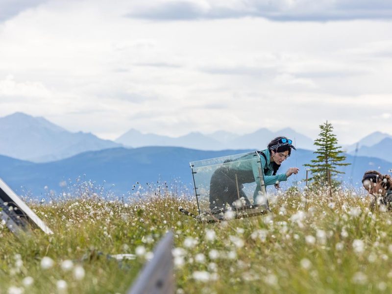 Person bent down in a grassy field, surrounded by wildflowers, with mountains in the background.