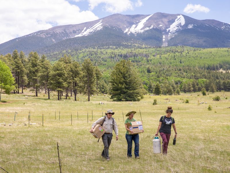 Outdoor scene with three people walking across a grassy field surrounded by pine trees and mountains in the background.