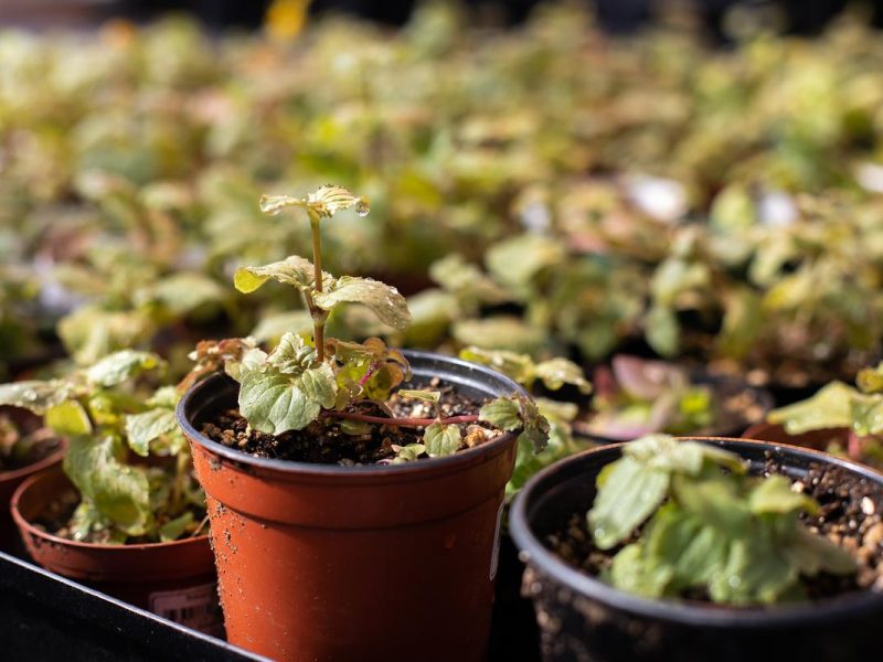 Multiple green plants in brown pots lined up on a tray.