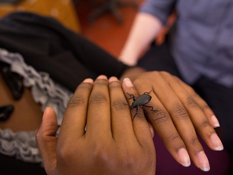 Two hands together with a bug walking across them.