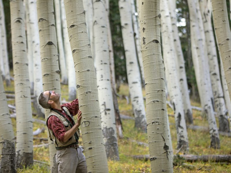 A person wearing casual clothing, standing among tall, white-barked trees in a forest setting. The person is reaching up and touching one of the tree trunks.
