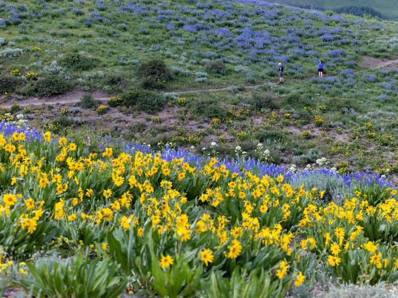 ush field with dense clusters of yellow and purple wildflowers, surrounded by shrubs and a sloping terrain.