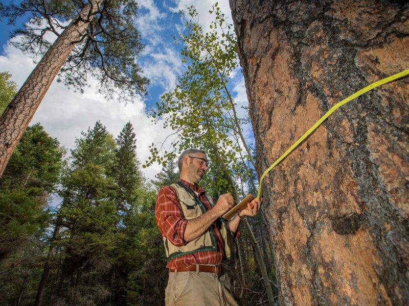 Person wearing a plaid shirt and hiking outfit climbing on a rocky cliff face in a forested area, with a harness and safety equipment visible.