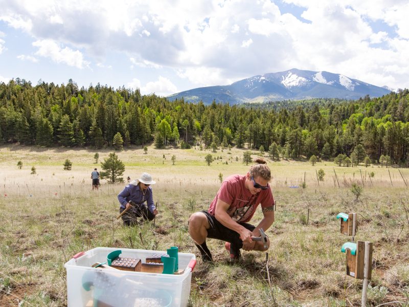 Outdoor meadow with pine trees and mountains. People in casual clothing engaging in pollinator research in the field working with containers and tools.