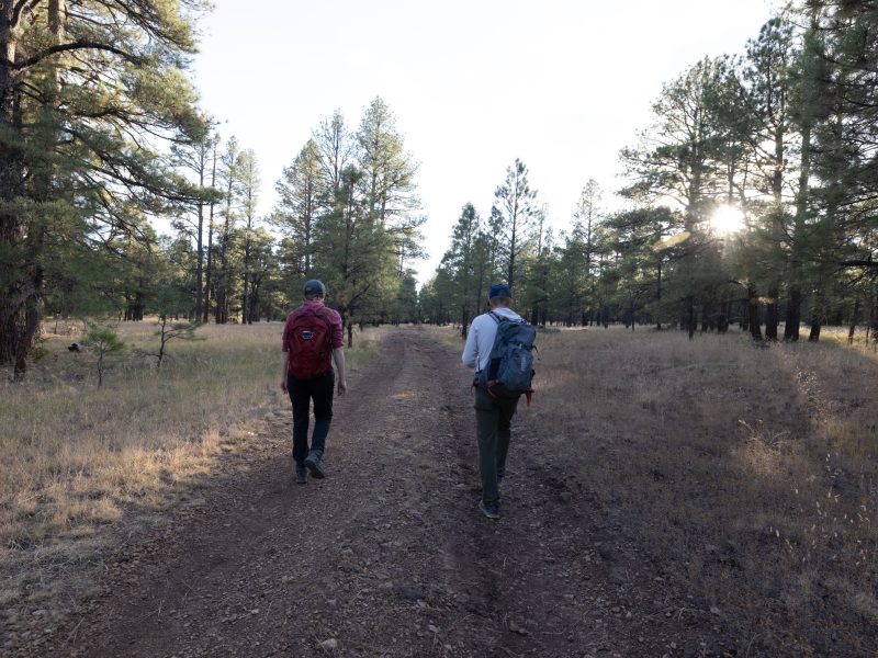 A dirt path through a forest of pine trees. Two people, one wearing a red shirt and the other a blue backpack, walking down the path. Sunlight filtering through the trees.