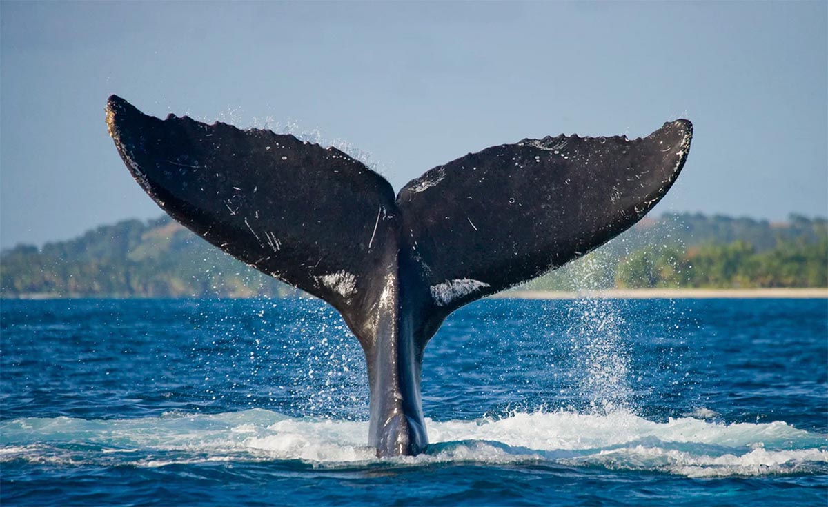 Whale tail sticking out of the water.