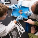 Students dissecting brain matter.