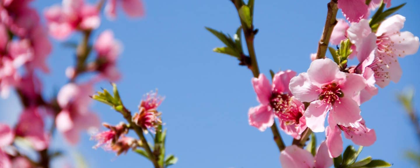 Pink blossoms on a tree.