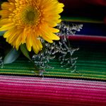 Yellow flower on a traditional cultural blanket.