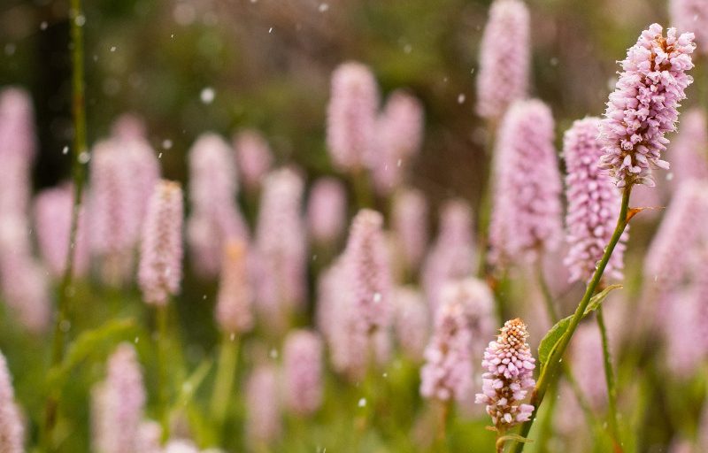 Light snow falling on the flowers in springtime.