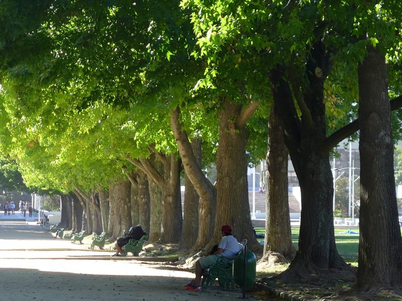 A walkway at a park with many trees and a man sitting on a bench
