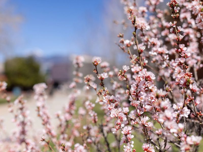 Spring flowers blooming.
