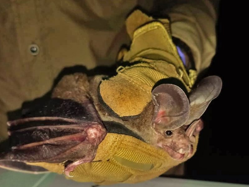 Researcher wearing glove holding caught bat.