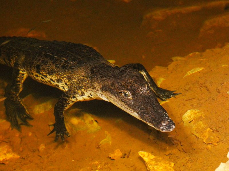 Small crocodile in cave.