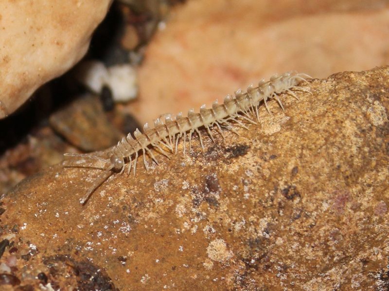 Centipede crawling along rock in cave.