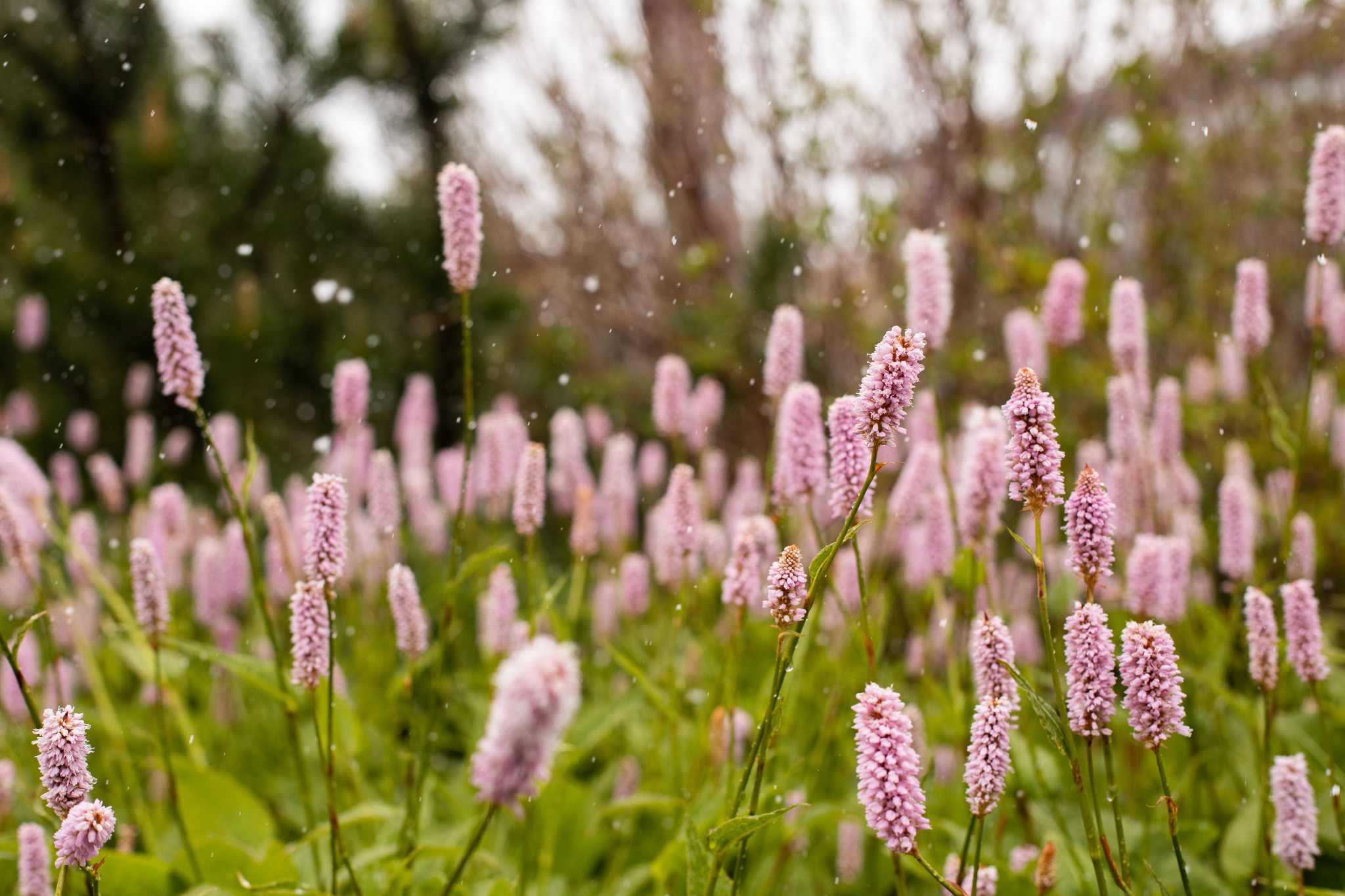 Beautiful image of a flowerbed.