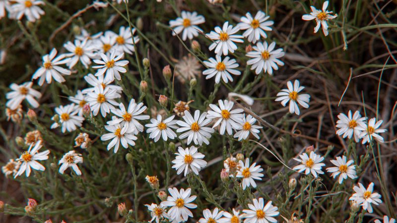White flower bed.