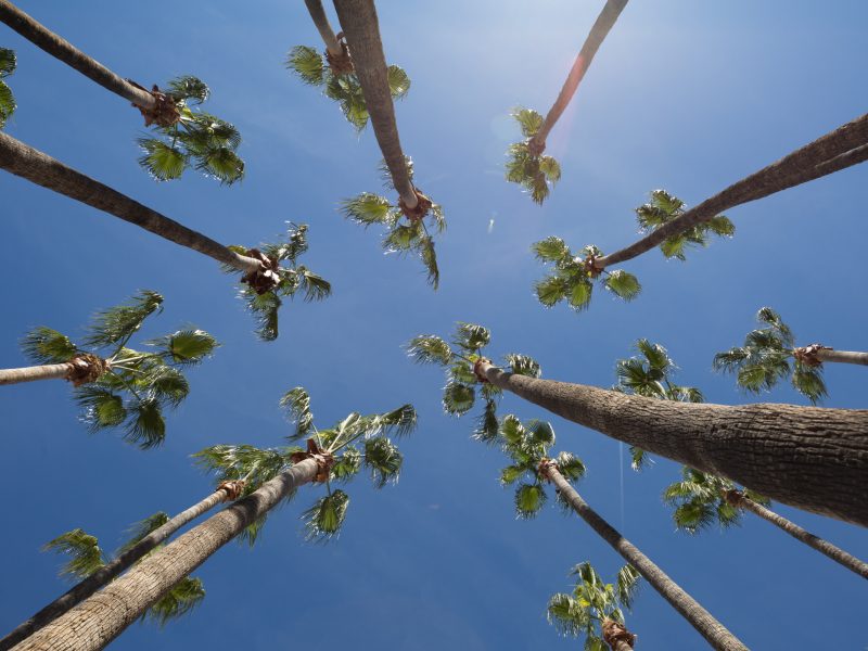 View of palm trees from below.