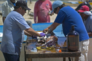 Ted Uyeno dissecting a squid